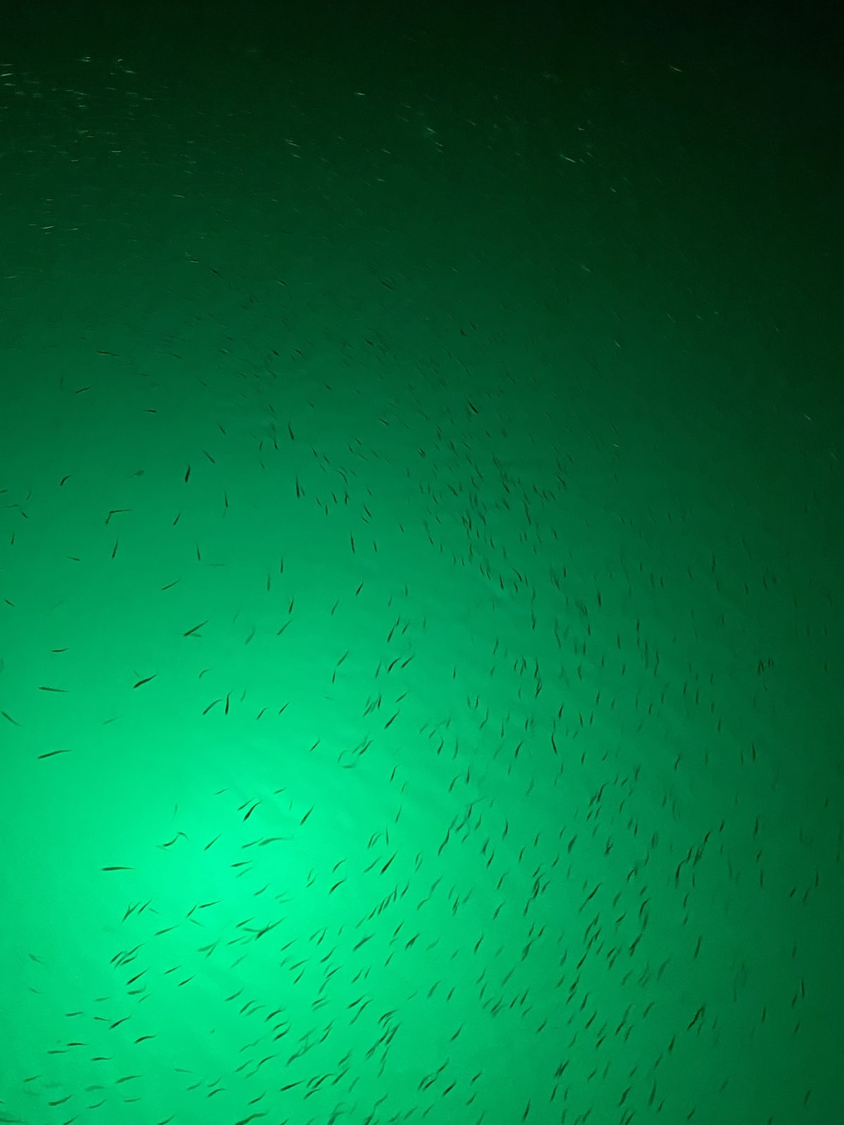 Bait fish extravaganza